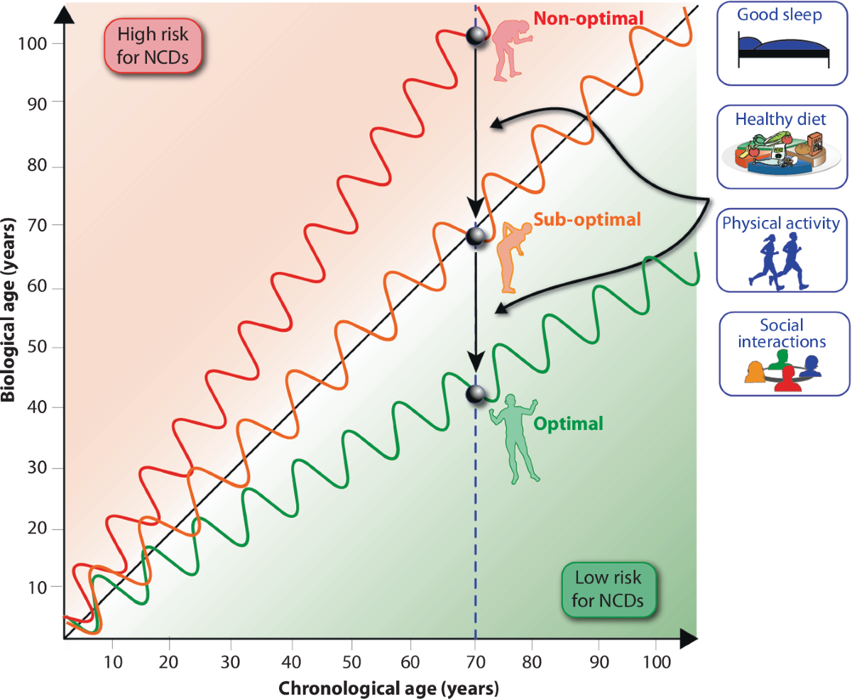 Modulating biological aging with food-derived signals: a systems ...