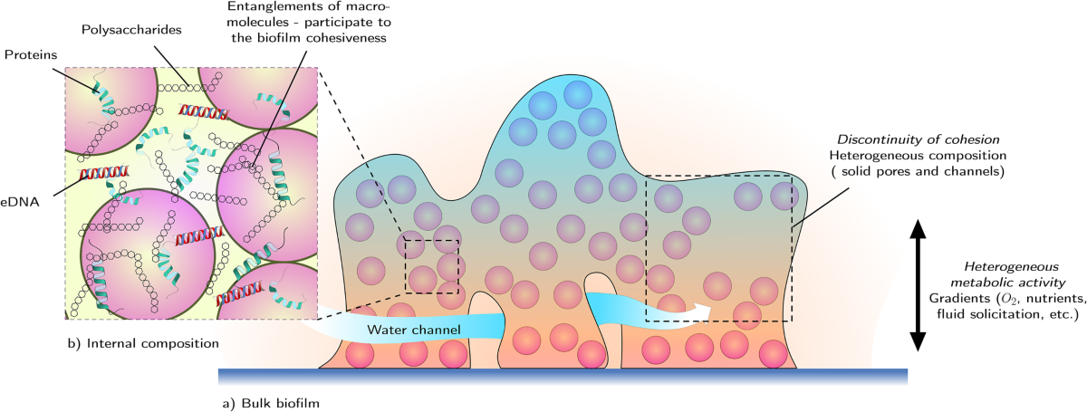 Biofilm structure: bacteria (dark spots) protected within EPS matrix - explaining antibiotic resistance