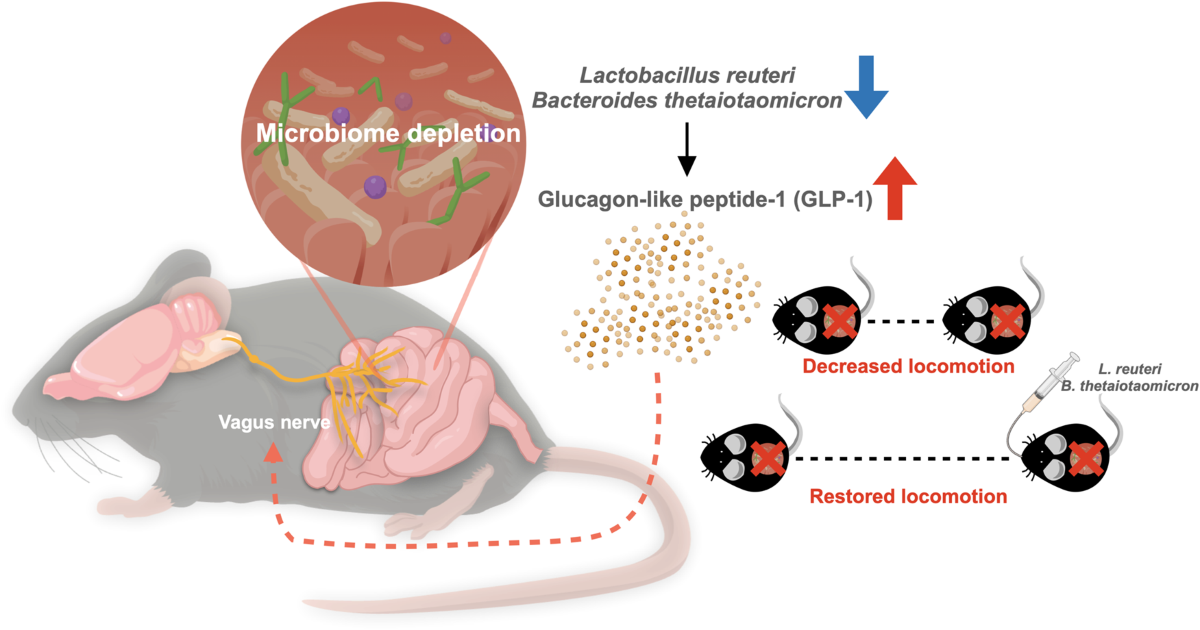gut microbes glp-1 activity link The gut microbiota modulate locomotion via vagus-dependent glucagon-like  peptide-1 signaling