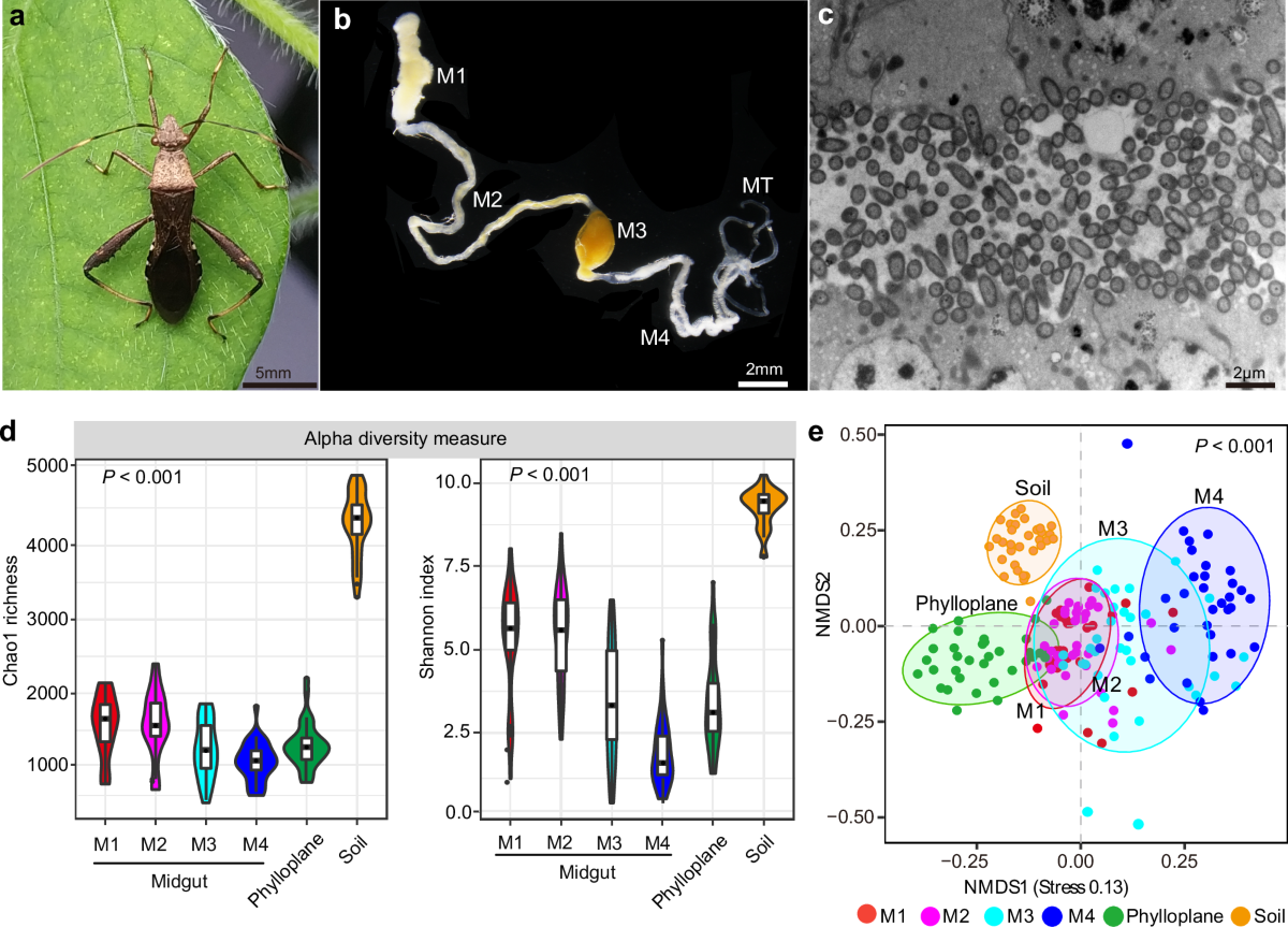 The plant-sucking insect selects assembly of the gut microbiota from  environment to enhance host reproduction | npj Biofilms and Microbiomes