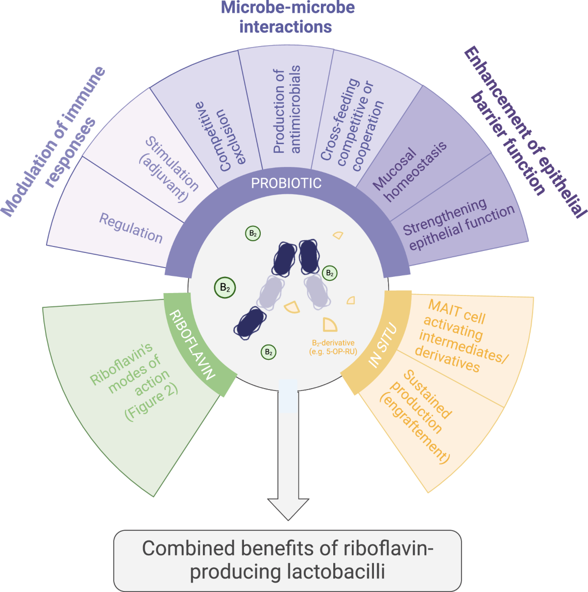 Riboflavin for women's health and emerging microbiome strategies | npj  Biofilms and Microbiomes, image size:1200x1208
