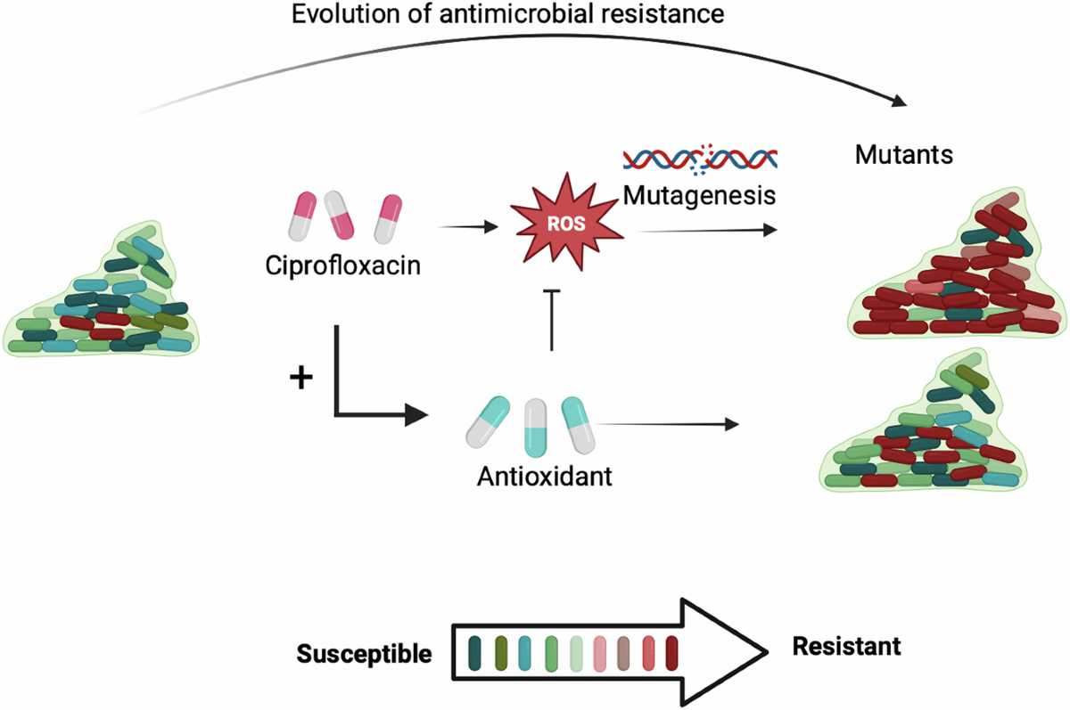 glutathione content in borrelia Outer surface lipoproteins from the Lyme disease spirochete exploit the  molecular switch mechanism of the complement protease C1s
