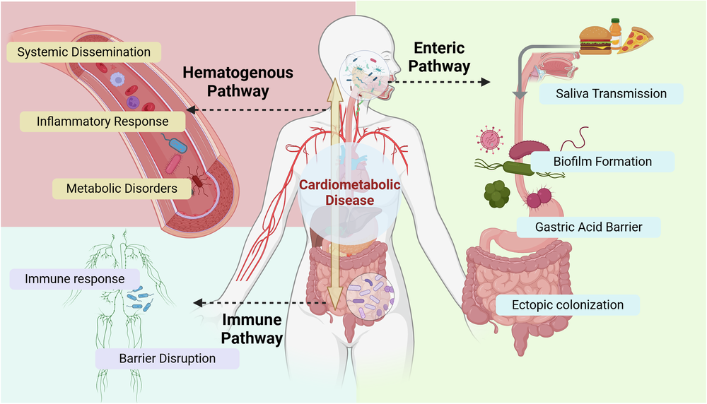 The oral-gut microbiota axis: a link in cardiometabolic diseases | npj Biofilms and Microbiomes
