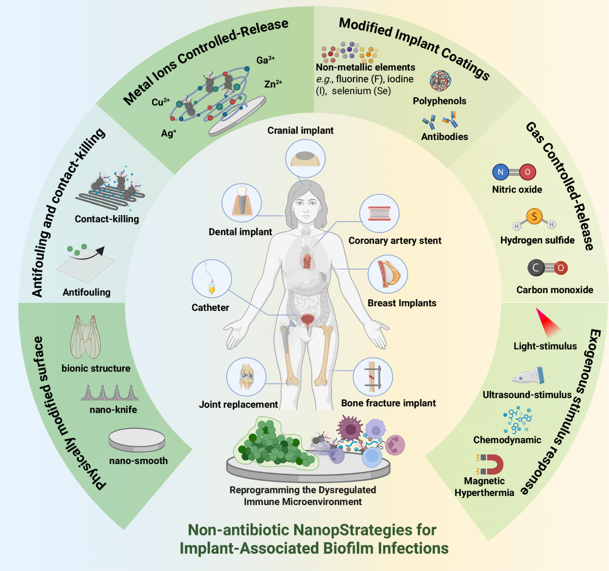 Emerging non-antibiotic strategies for implant-associated biofilm infections by reprogramming the dysregulated immune microenvironment | npj Biofilms and Microbiomes Emerging non-antibiotic strategies for implant-associated biofilm infections by reprogramming the dysregulated immune microenvironment | npj Biofilms and Microbiomes