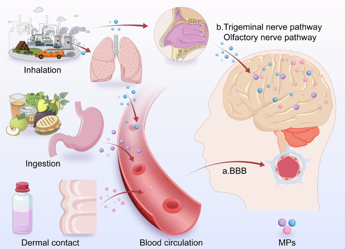 does acetyl l carnitine make you poop Acetyl L-Carnitine vs L-Carnitine: 4 Key Differences – Momentous does acetyl l carnitine make you poop Acetyl L-Carnitine vs L-Carnitine: 4 Key Differences – Momentous