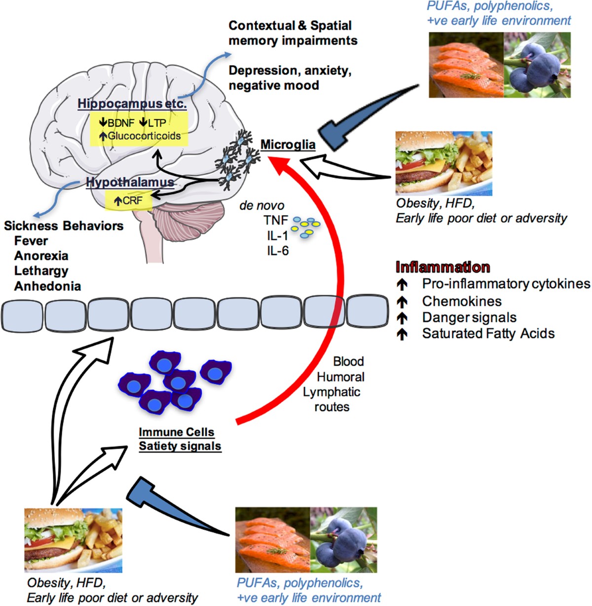 Food for thought: how nutrition impacts cognition and emotion - Nature