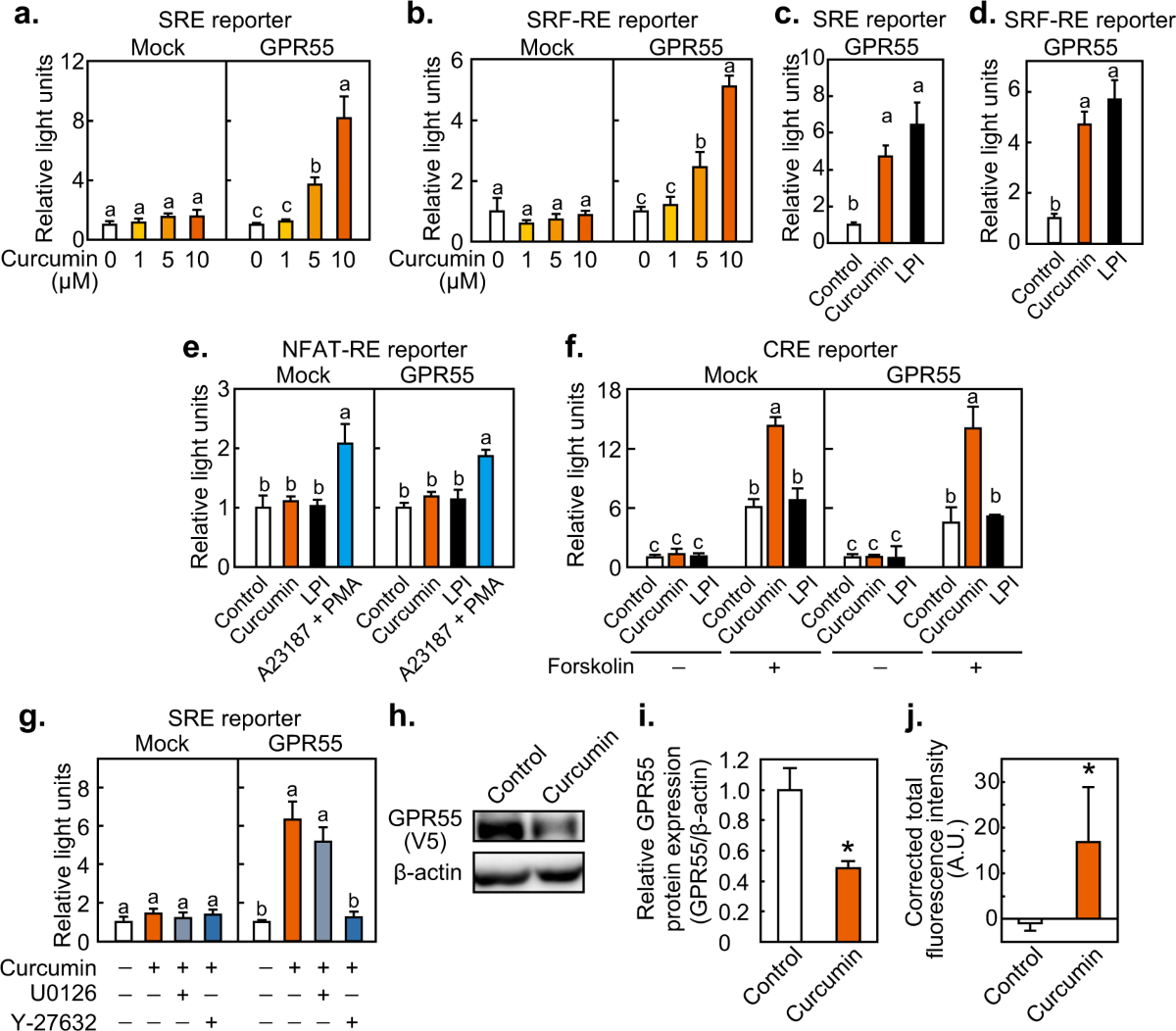 Identification of G protein-coupled receptor 55 (GPR55) as a target of curcumin | npj Science of Food Identification of G protein-coupled receptor 55 (GPR55) as a target of curcumin | npj Science of Food