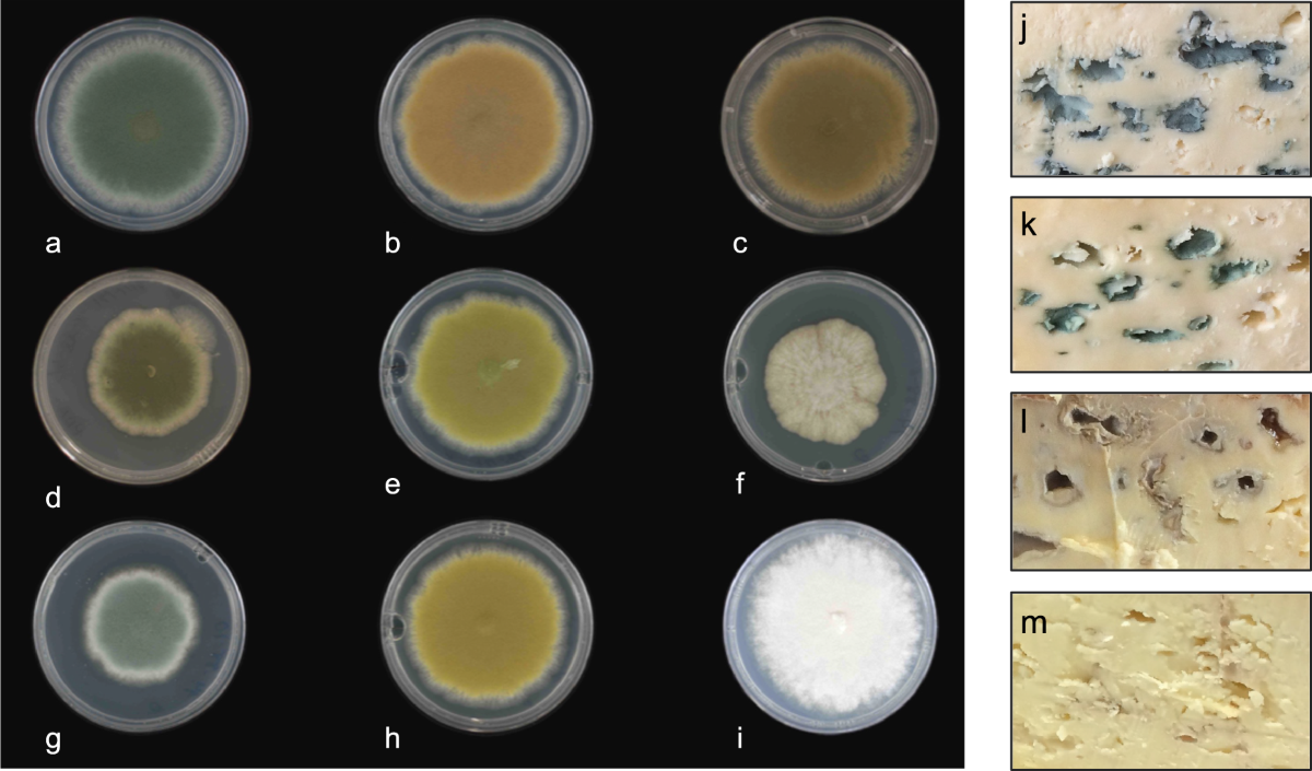 The Good, the Bad, and the Ugly: Tales of Mold-Ripened Cheese |  Microbiology Spectrum, image size:1200x705