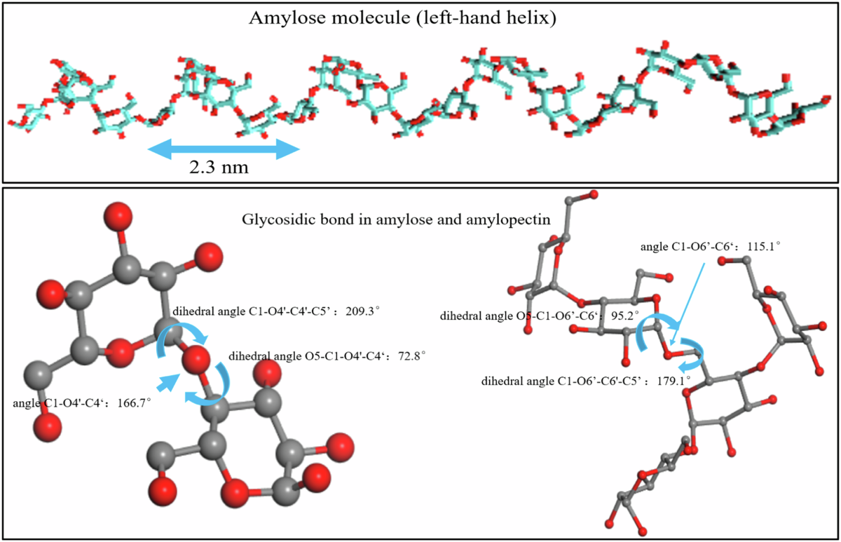 The fine structure of starch: a review | npj Science of Food, image size:1200x773