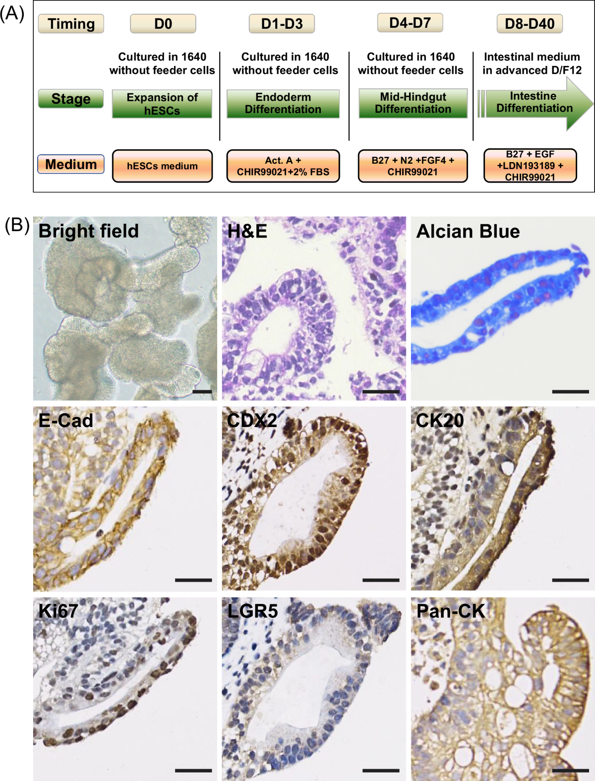glutathione reductase in caco-2 cells differentiated Transcriptomic comparison of human intestinal organoids and Caco-2 cells in  modeling nutrient absorption: insights from infant formula and breast milk