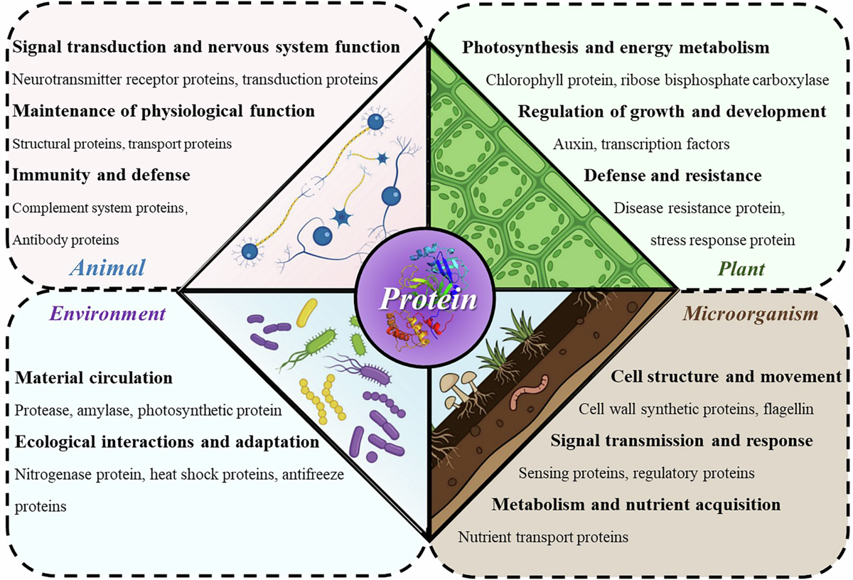 Strategies for enhancing protein solubility: methods, applications, and  prospects | npj Science of Food