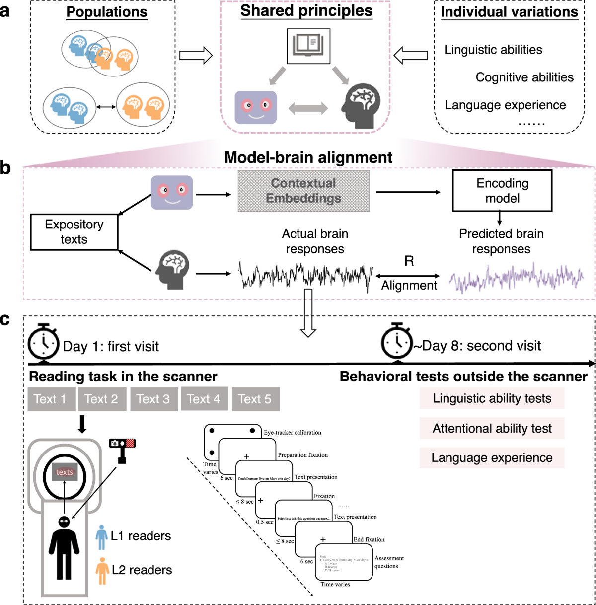 Reading comprehension in L1 and L2 readers: neurocomputational mechanisms  revealed through large language models | npj Science of Learning