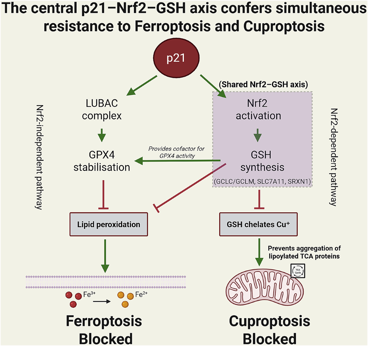 The p21 resilience network: a conceptual framework linking senescence to ferroptosis and cuproptosis resistance