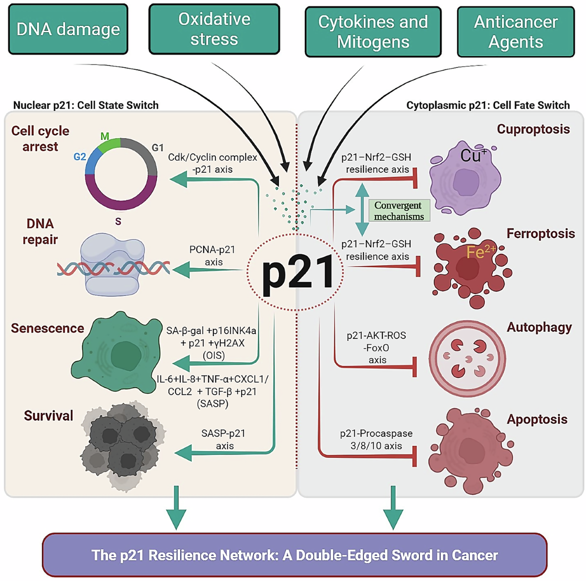 cjc-1295 ipamorelin typical igf-1 increase percentage Prolonged Stimulation of Growth Hormone (GH) and Insulin-Like Growth Factor  I Secretion by CJC-1295, a Long-Acting Analog of GH-