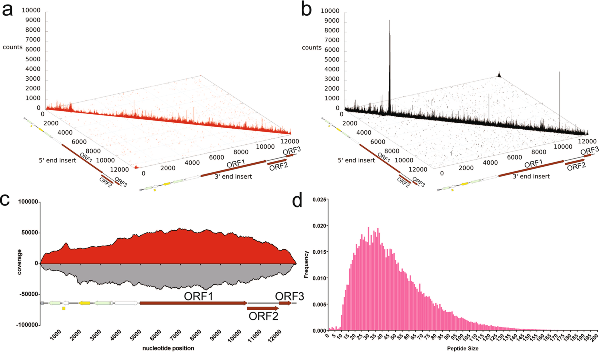 Mapping human norovirus antigens during infection reveals the breadth of  the humoral immune response | npj Vaccines