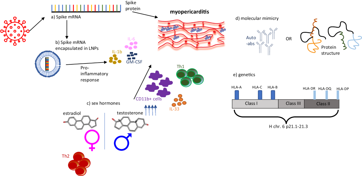 Myocarditis associated with COVID 19 vaccination npj Vaccines 