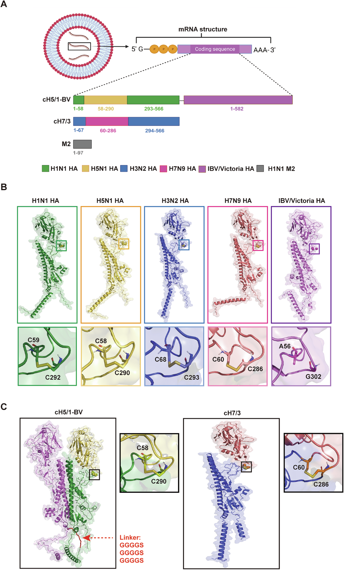 Chimeric hemagglutinin and M2 mRNA vaccine for broad influenza subtype  protection | npj Vaccines