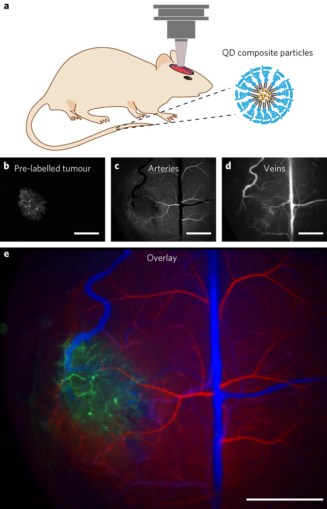 0056一張配息多少2024？