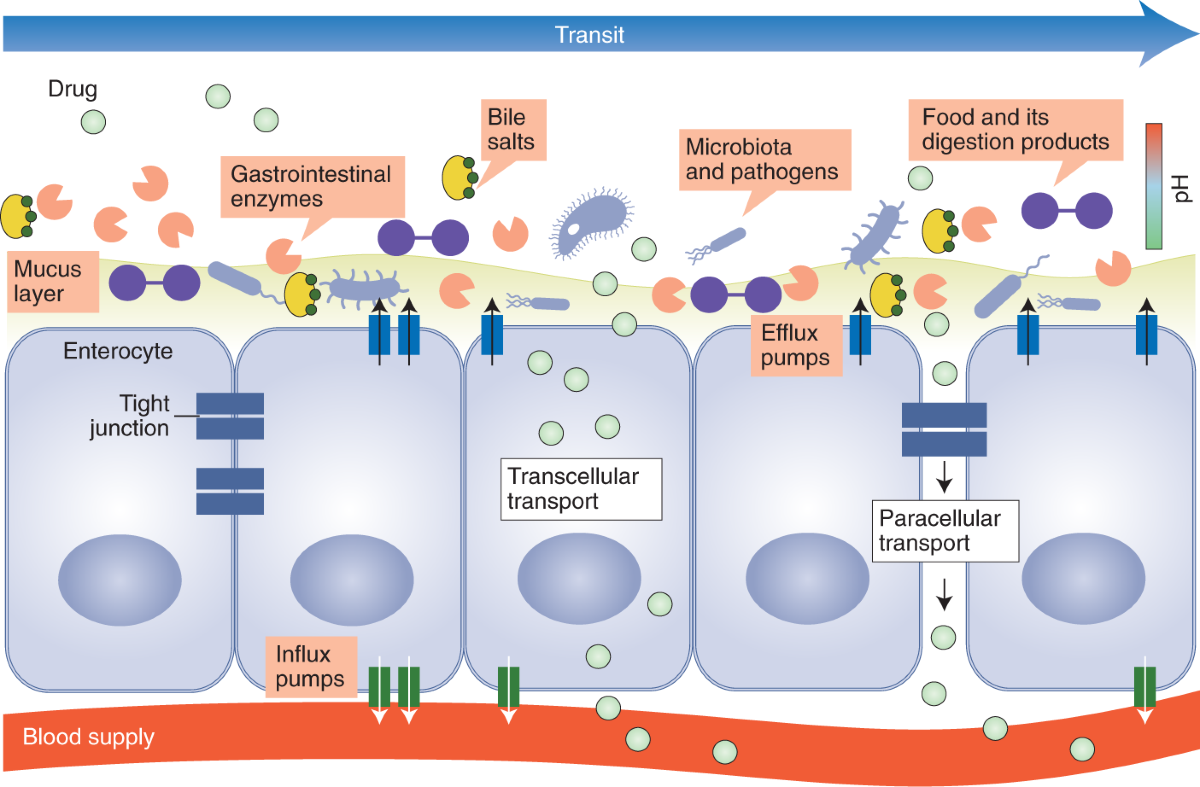 Robotic screening of intestinal drug absorption