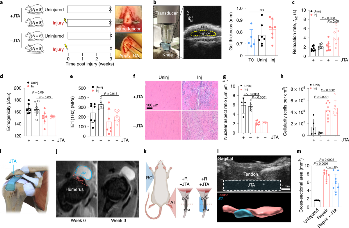 Enhanced tendon healing by a tough hydrogel with an adhesive side and high  drug-loading capacity