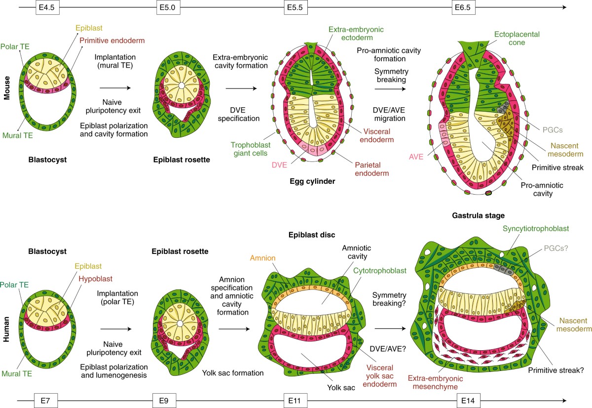 Embryology - Cellular Division - Gastrulation - TeachMeAnatomy, image size:1200x826