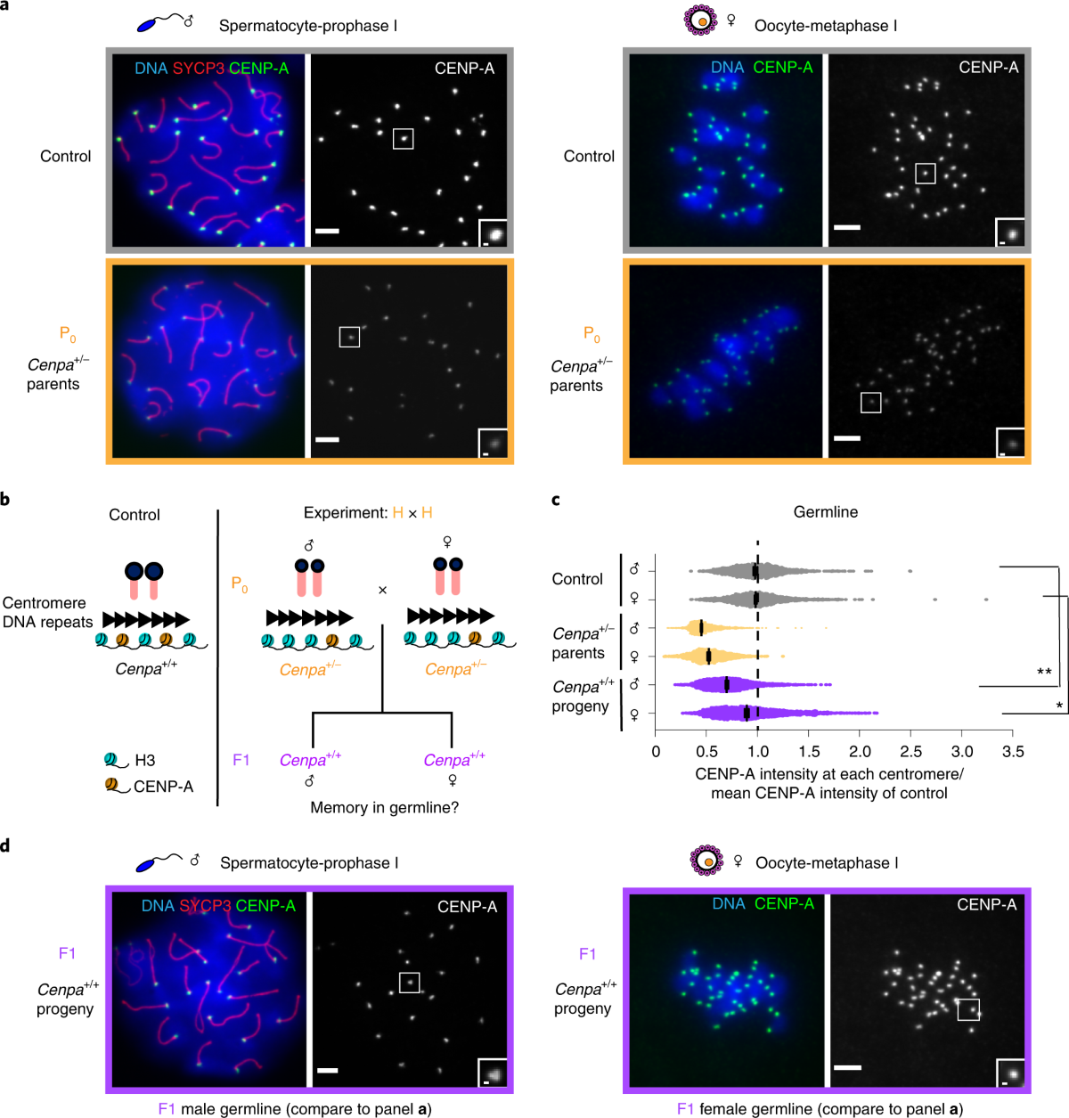 Epigenetic, genetic and maternal effects enable stable centromere  inheritance | Nature Cell Biology