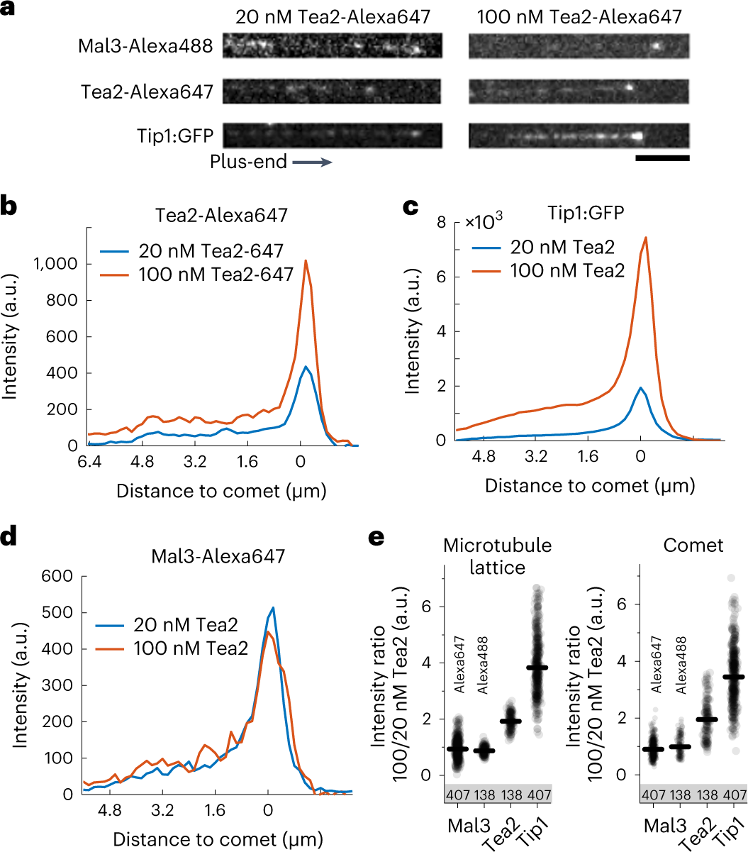 smiTHSoniAn, image size:1055x1201