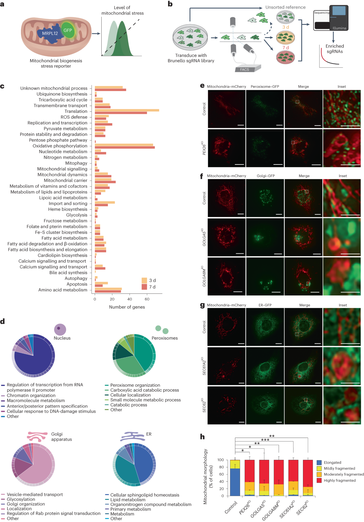 Quantitative subcellular reconstruction reveals a lipid mediated  inter-organelle biogenesis network | Nature Cell Biology