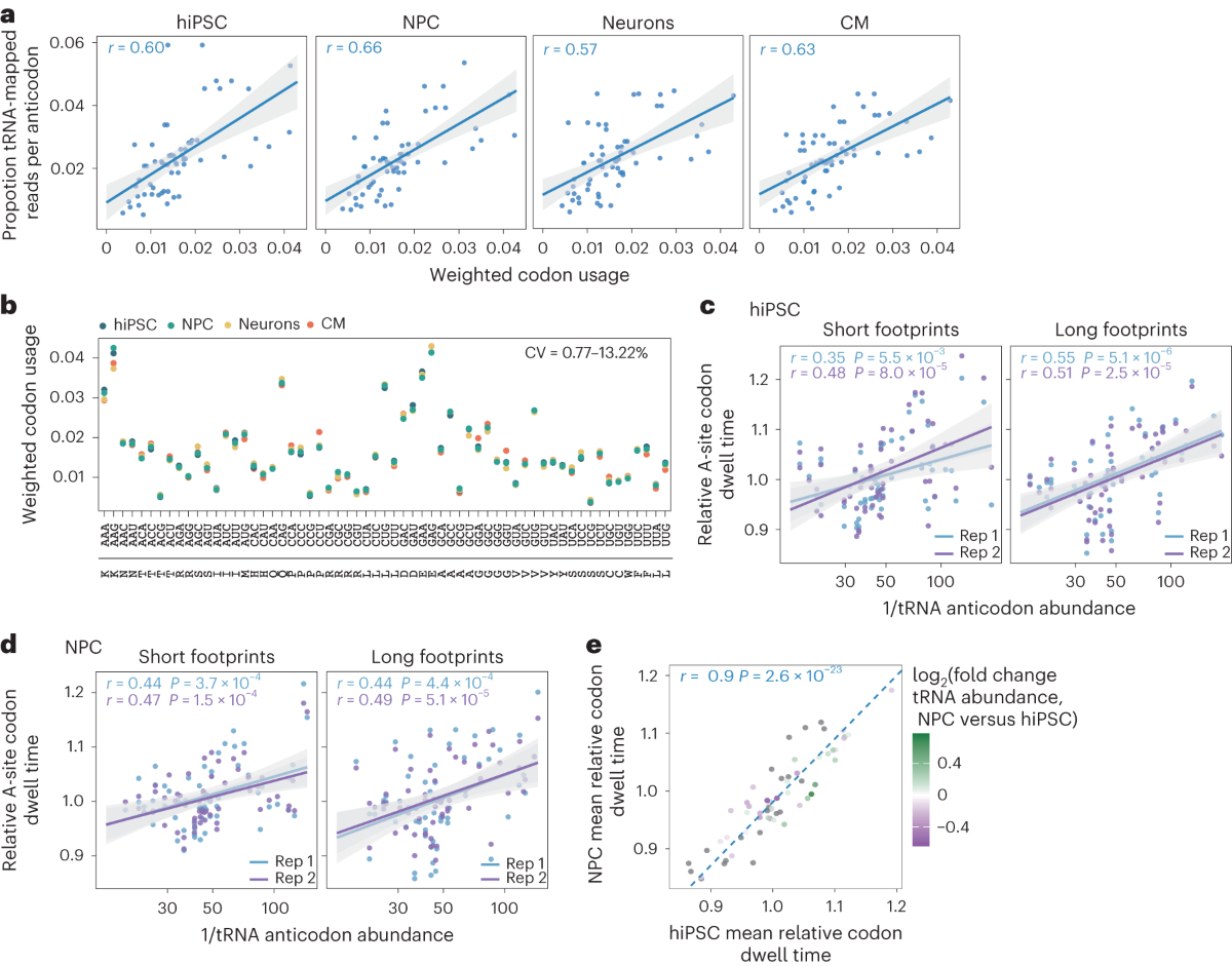Selective gene expression maintains human tRNA anticodon pools during  differentiation | Nature Cell Biology