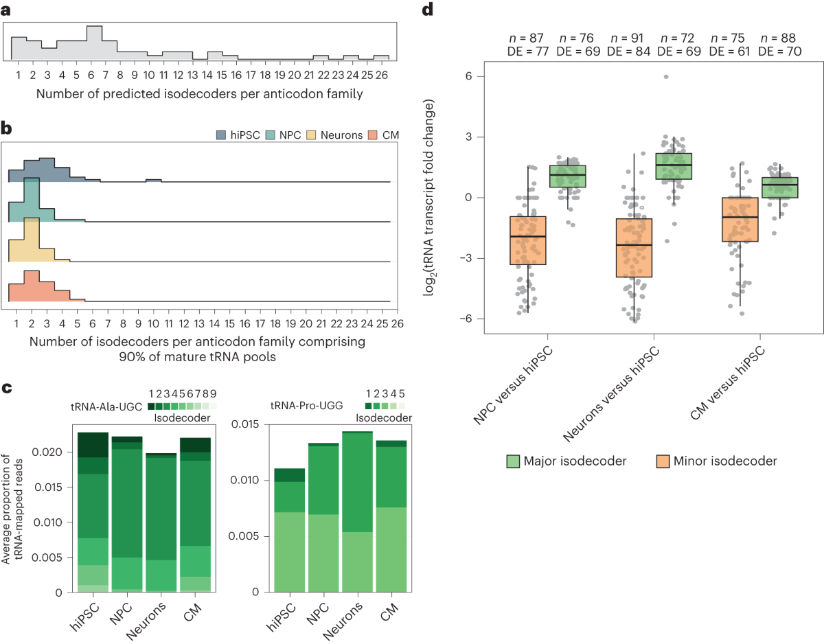 Selective gene expression maintains human tRNA anticodon pools during  differentiation | Nature Cell Biology