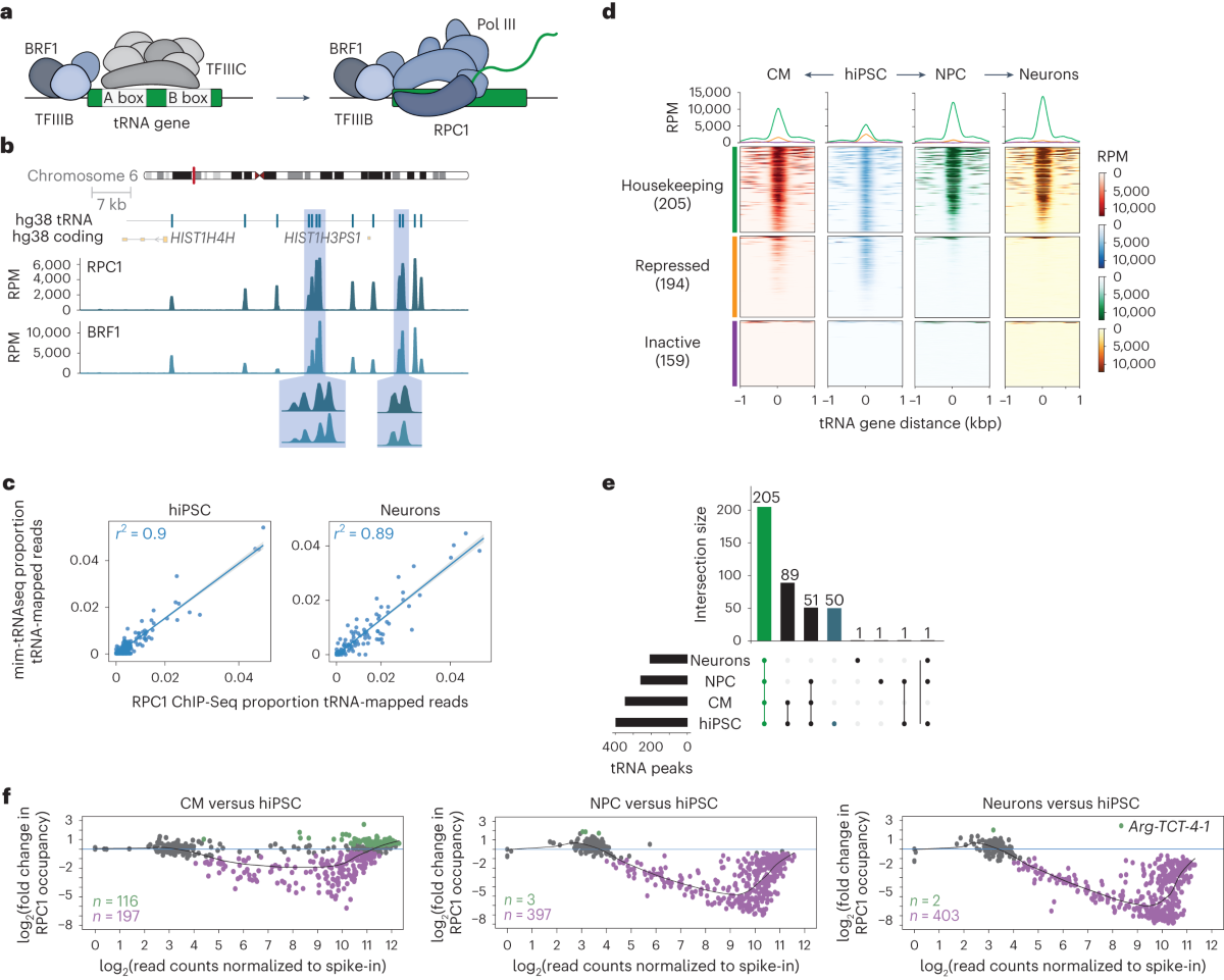 Selective gene expression maintains human tRNA anticodon pools during  differentiation | Nature Cell Biology