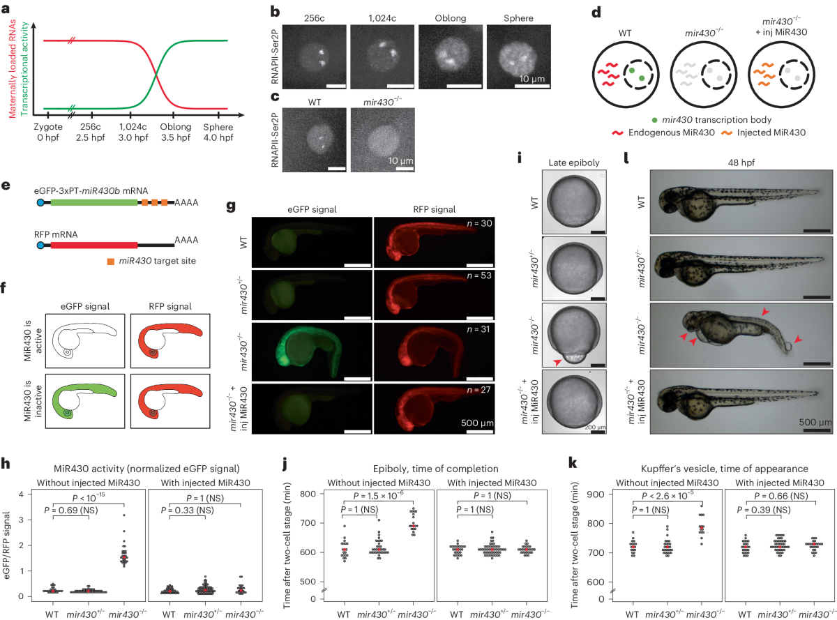 Transcription bodies regulate gene expression by sequestering CDK9 | Nature  Cell Biology