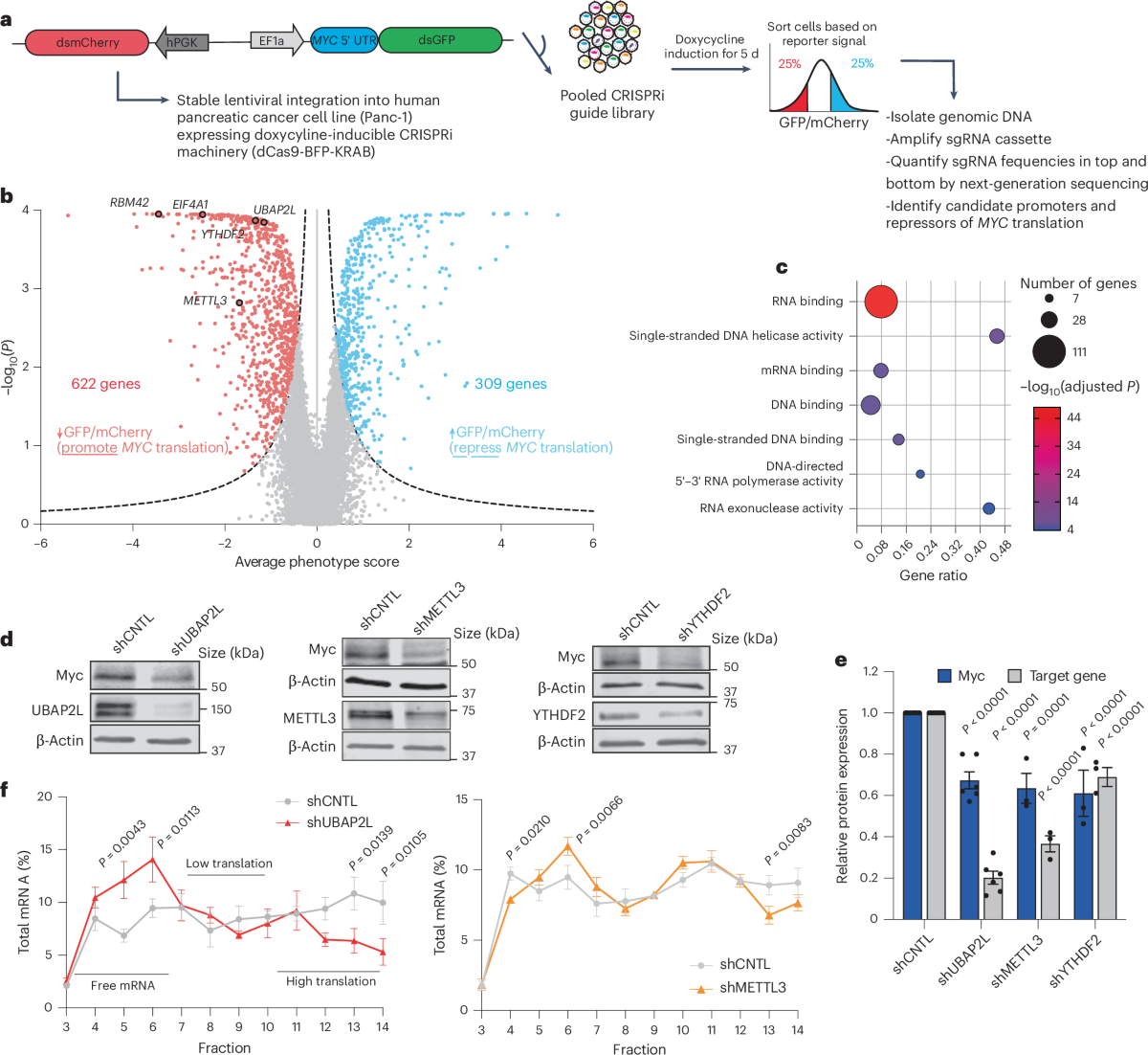 Functional screen identifies RBM42 as a mediator of oncogenic mRNA  translation specificity | Nature Cell Biology