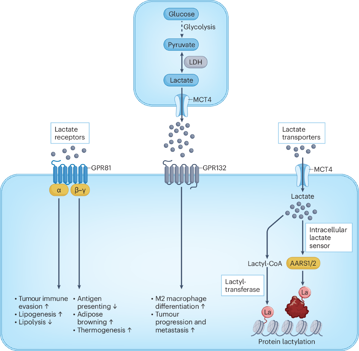 Emerging roles of lysine lactyltransferases and lactylation | Nature Cell Biology Emerging roles of lysine lactyltransferases and lactylation | Nature Cell Biology