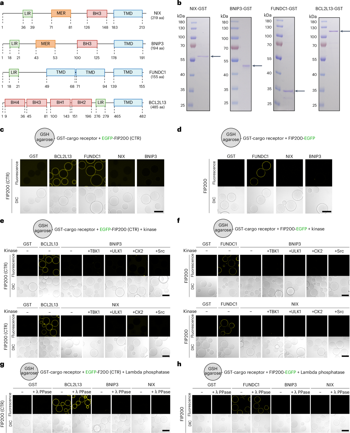 Reconstitution of BNIP3/NIX-mitophagy initiation reveals hierarchical  flexibility of the autophagy machinery | Nature Cell Biology