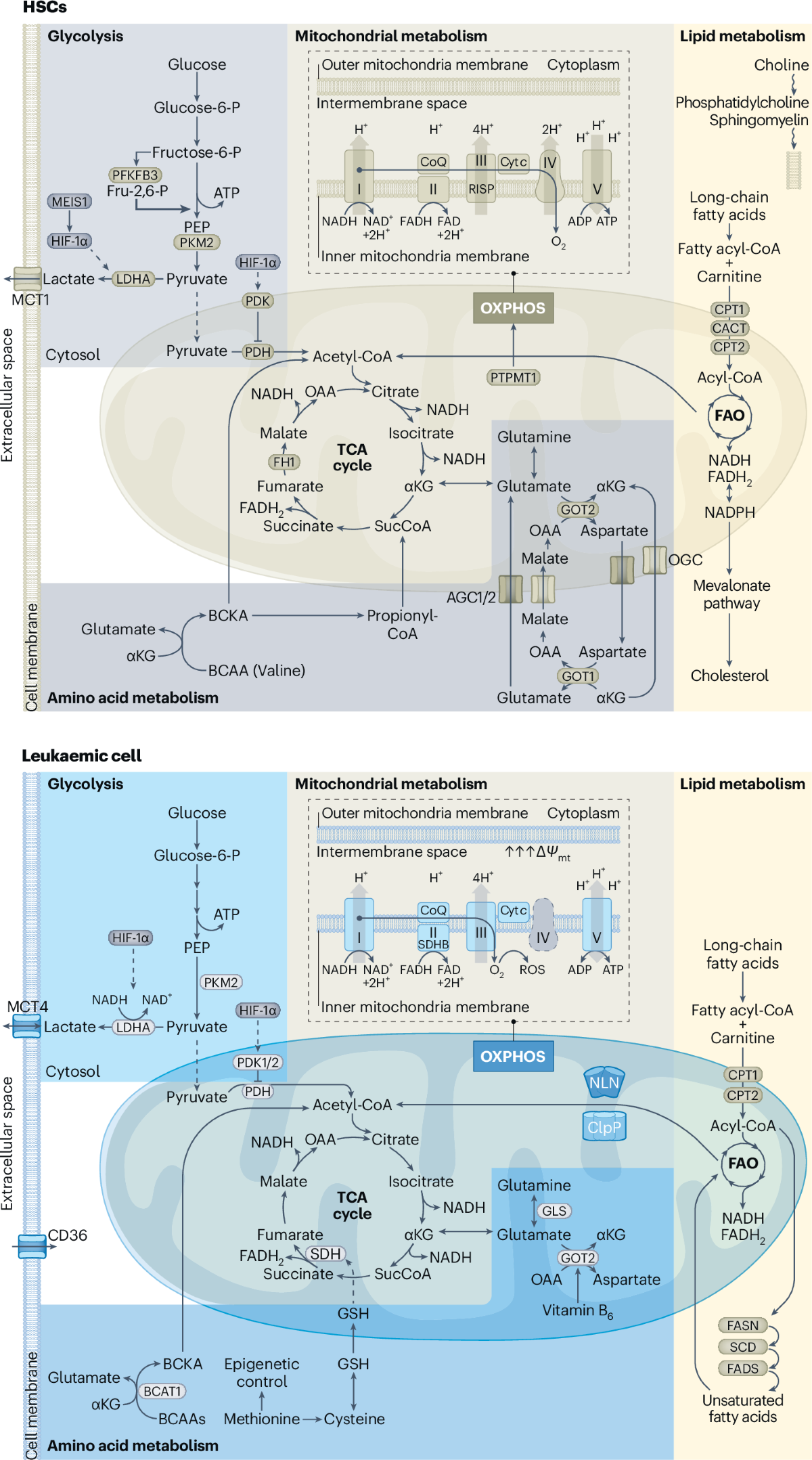 k-117 ac glutathione Intrinsic and niche-dependent metabolic regulation of haematopoietic stem cells and implications for leukaemogenesis L-glutathione, collagen, and ascorbic