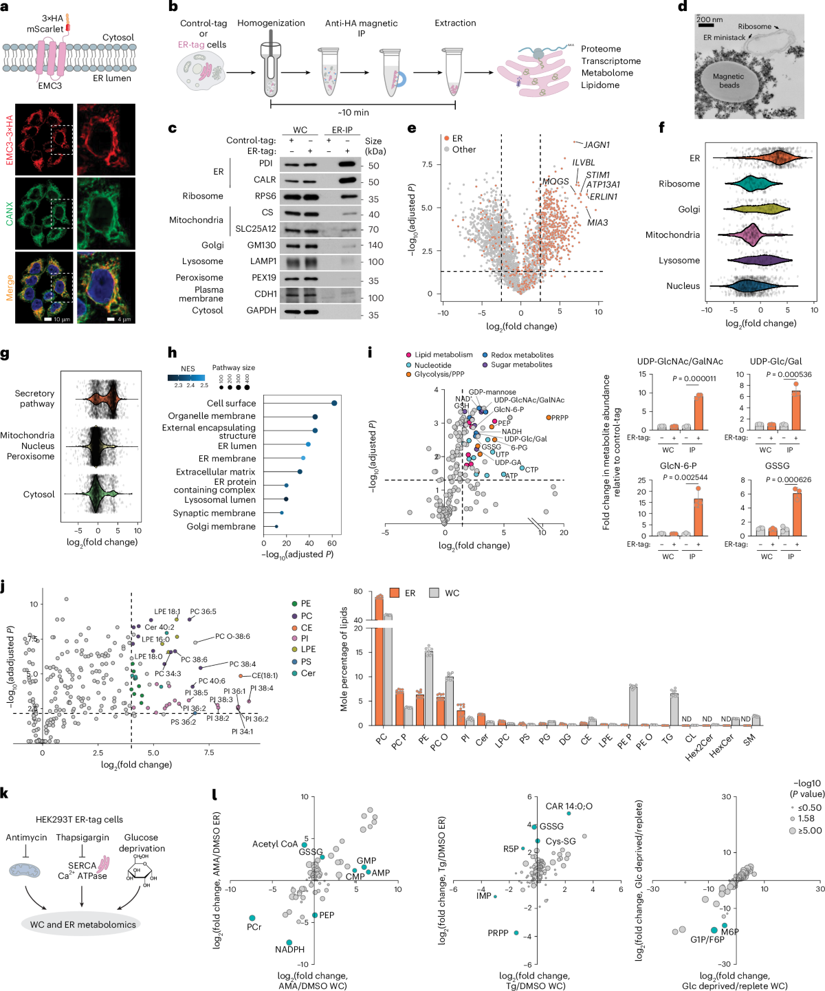 SLC33A1 exports oxidized glutathione to maintain endoplasmic reticulum  redox homeostasis | Nature Cell Biology