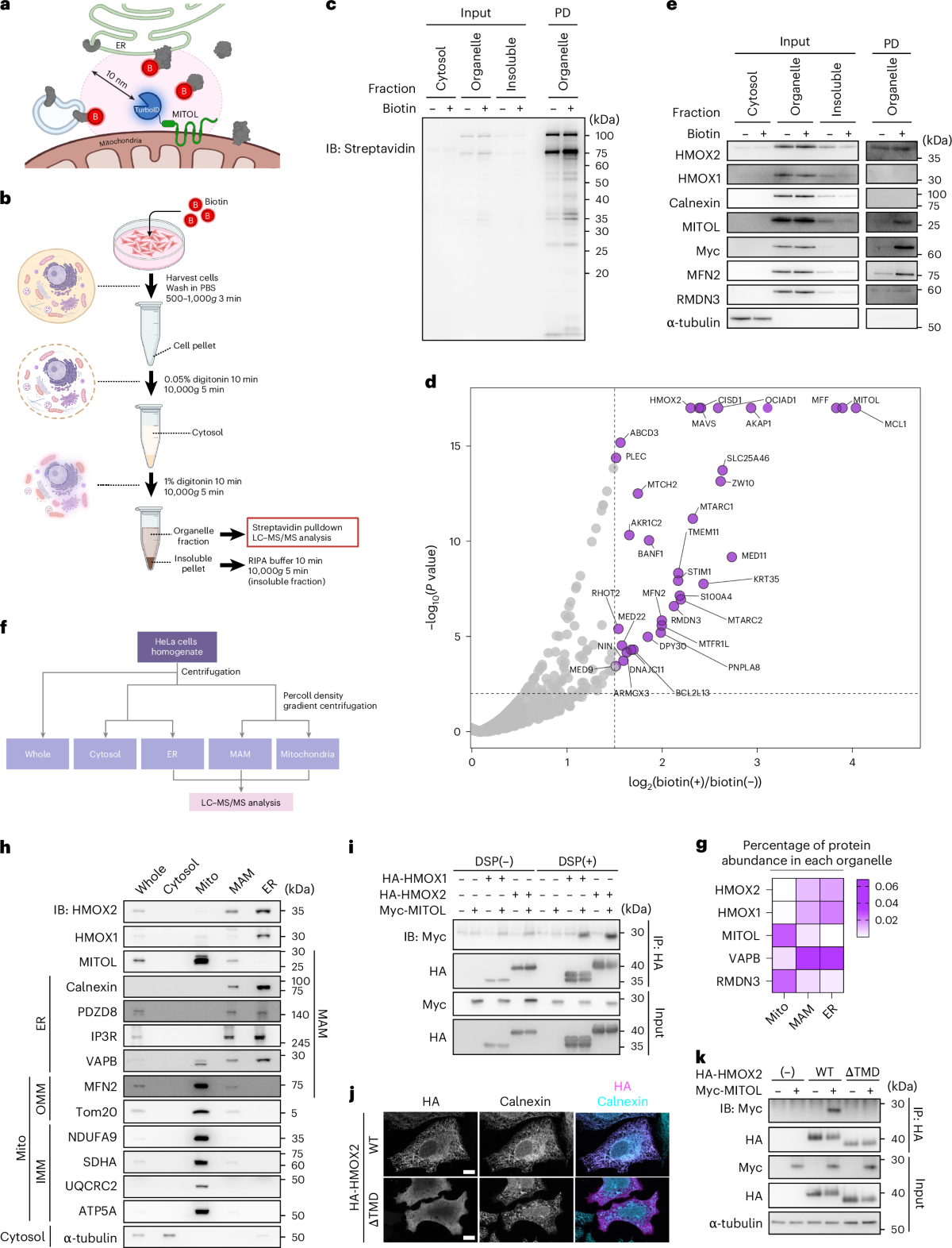 autoregulatory control of mitochondrial glutathione homeostasis Mitochondria–ER contacts function as an iron supply hub shopify-tags=