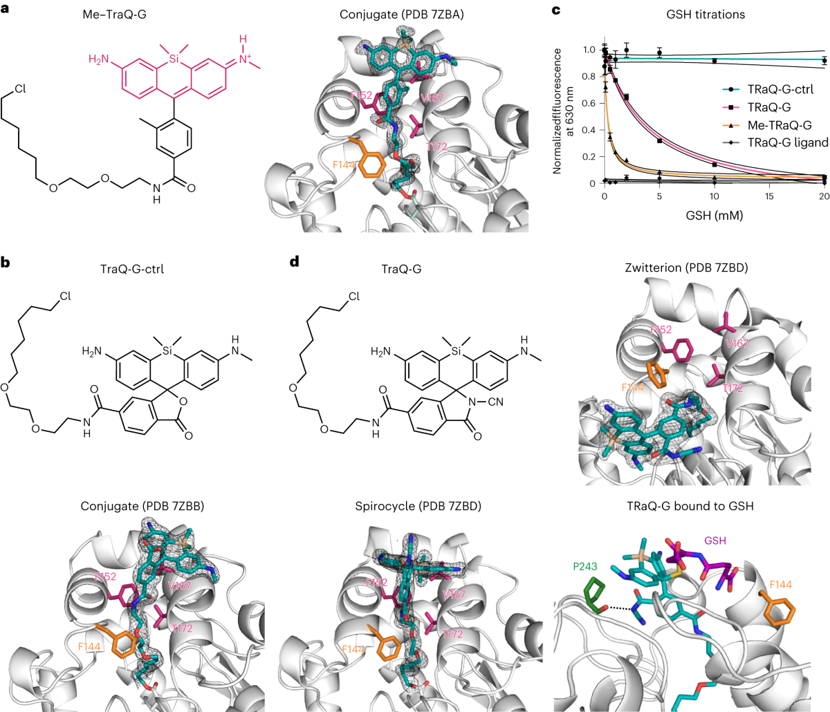 A locally activatable sensor for robust quantification of organellar  glutathione | Nature Chemistry