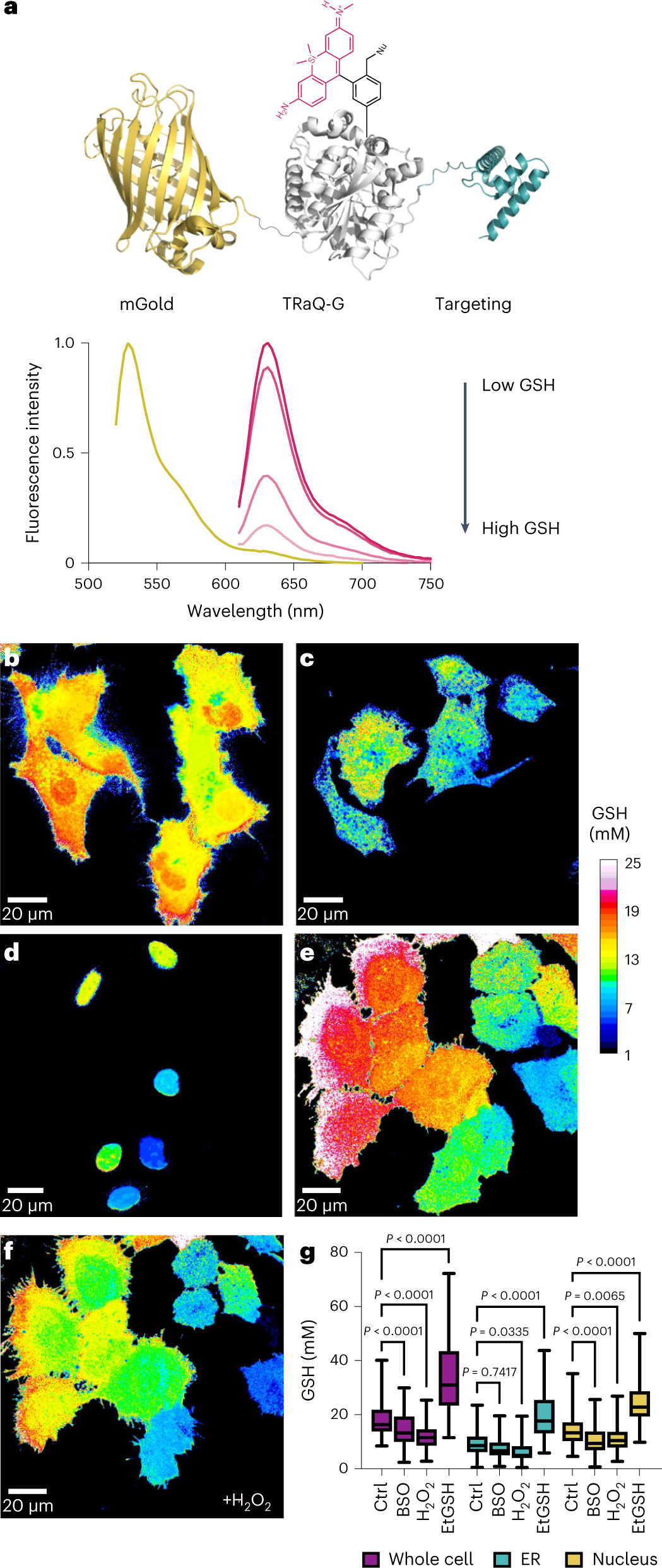 A locally activatable sensor for robust quantification of organellar  glutathione | Nature Chemistry