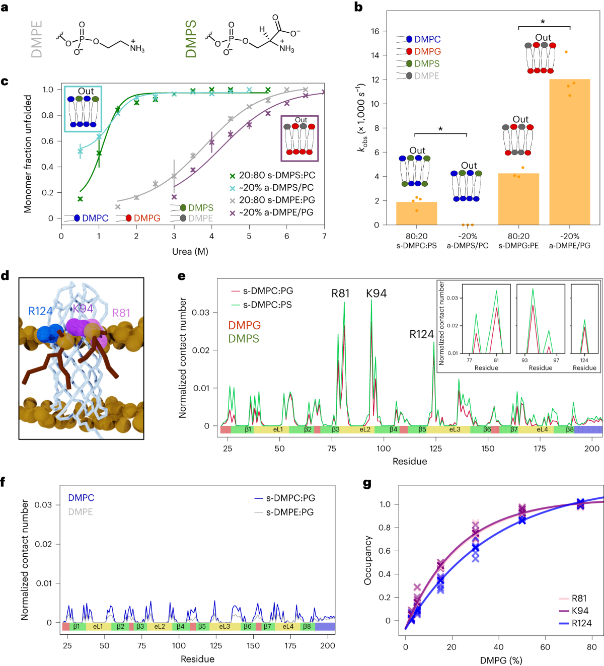 Protein–lipid charge interactions control the folding of outer