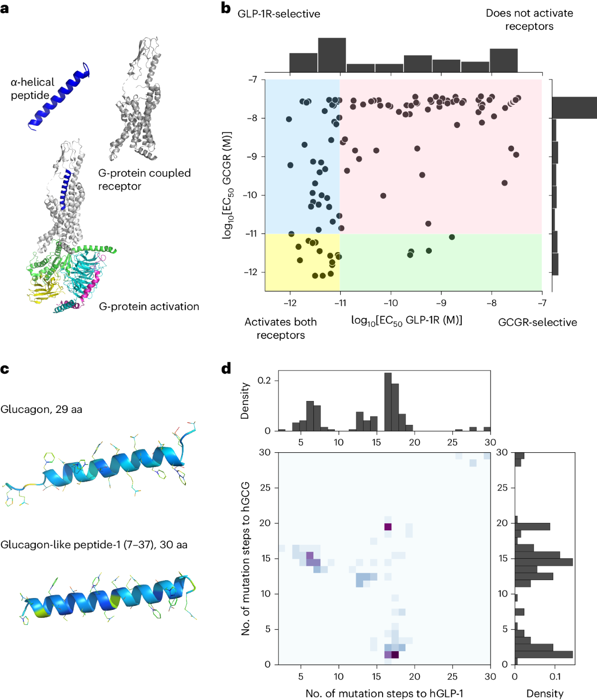 dual agonist glp-1 glucagon Structural analysis of the dual agonism at GLP-1R and GCGR dual agonist glp-1 glucagon Structural analysis of the dual agonism at GLP-1R and GCGR
