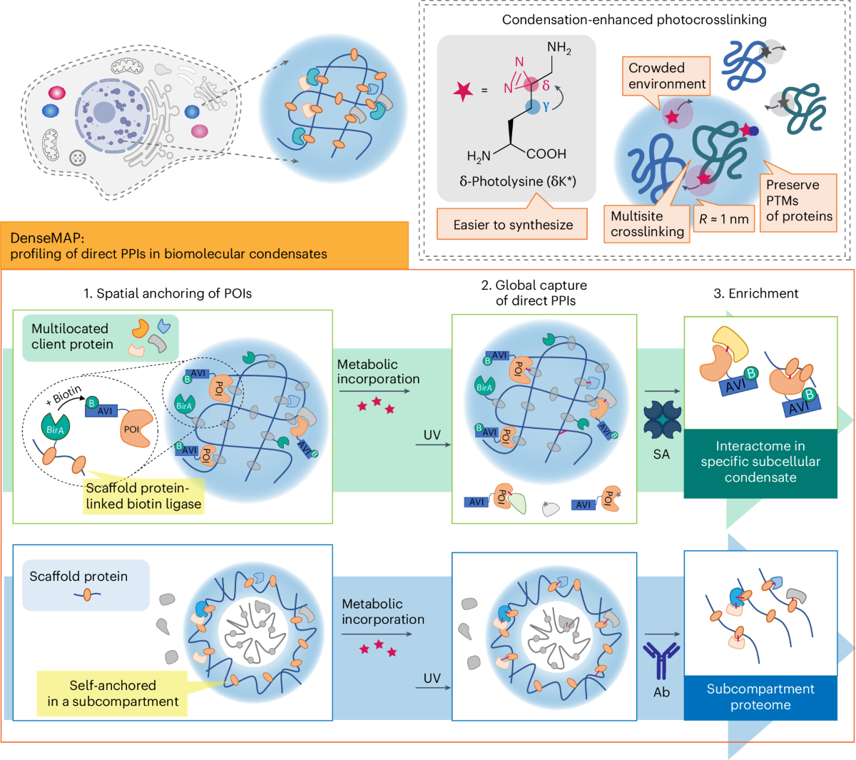 Spatiotemporal protein interactome profiling through condensation-enhanced  photocrosslinking | Nature Chemistry