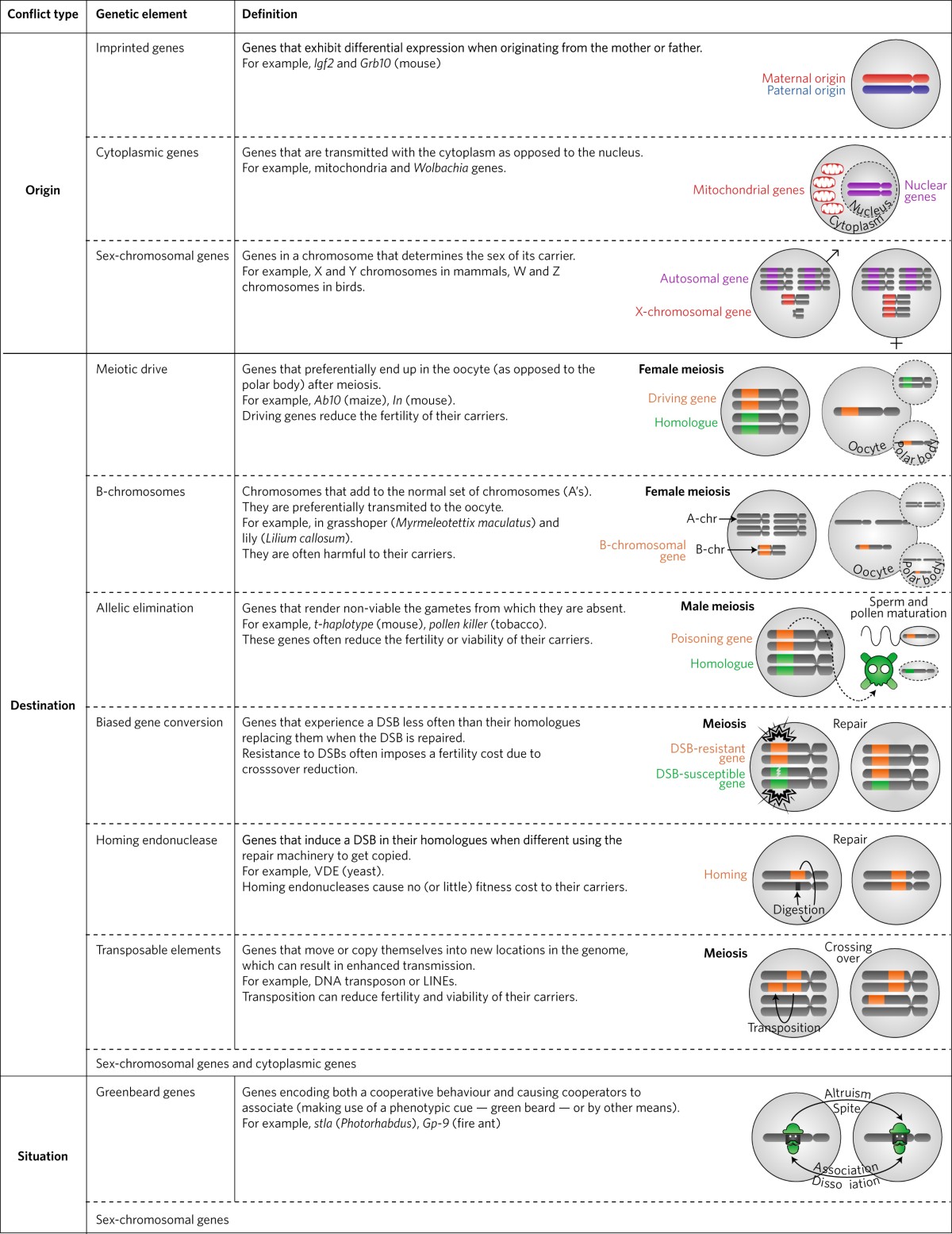 The meaning of intragenomic conflict | Nature Ecology & Evolution