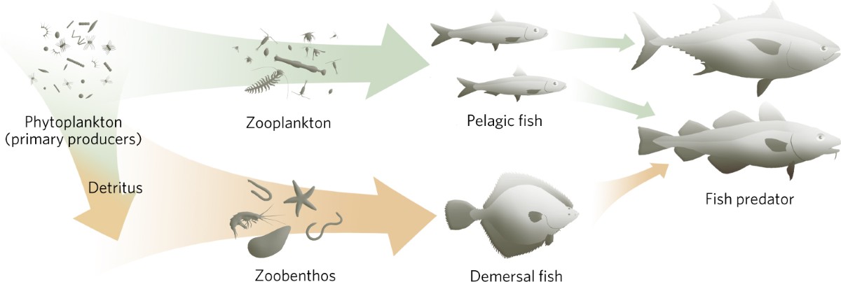 Pelagic Fish Research - Roctopus - ecoTrust