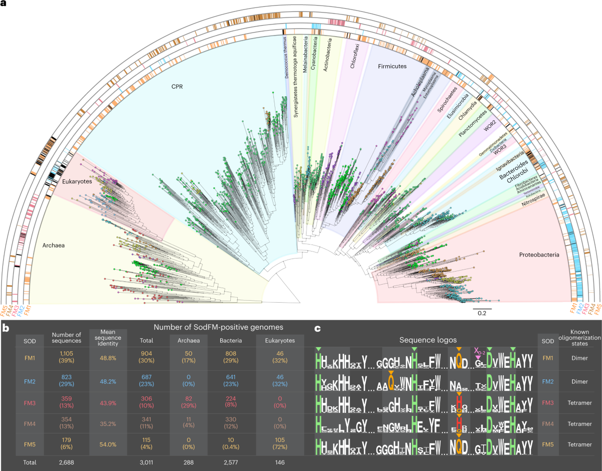 Molecular evolution and functional characterisation of an ancient