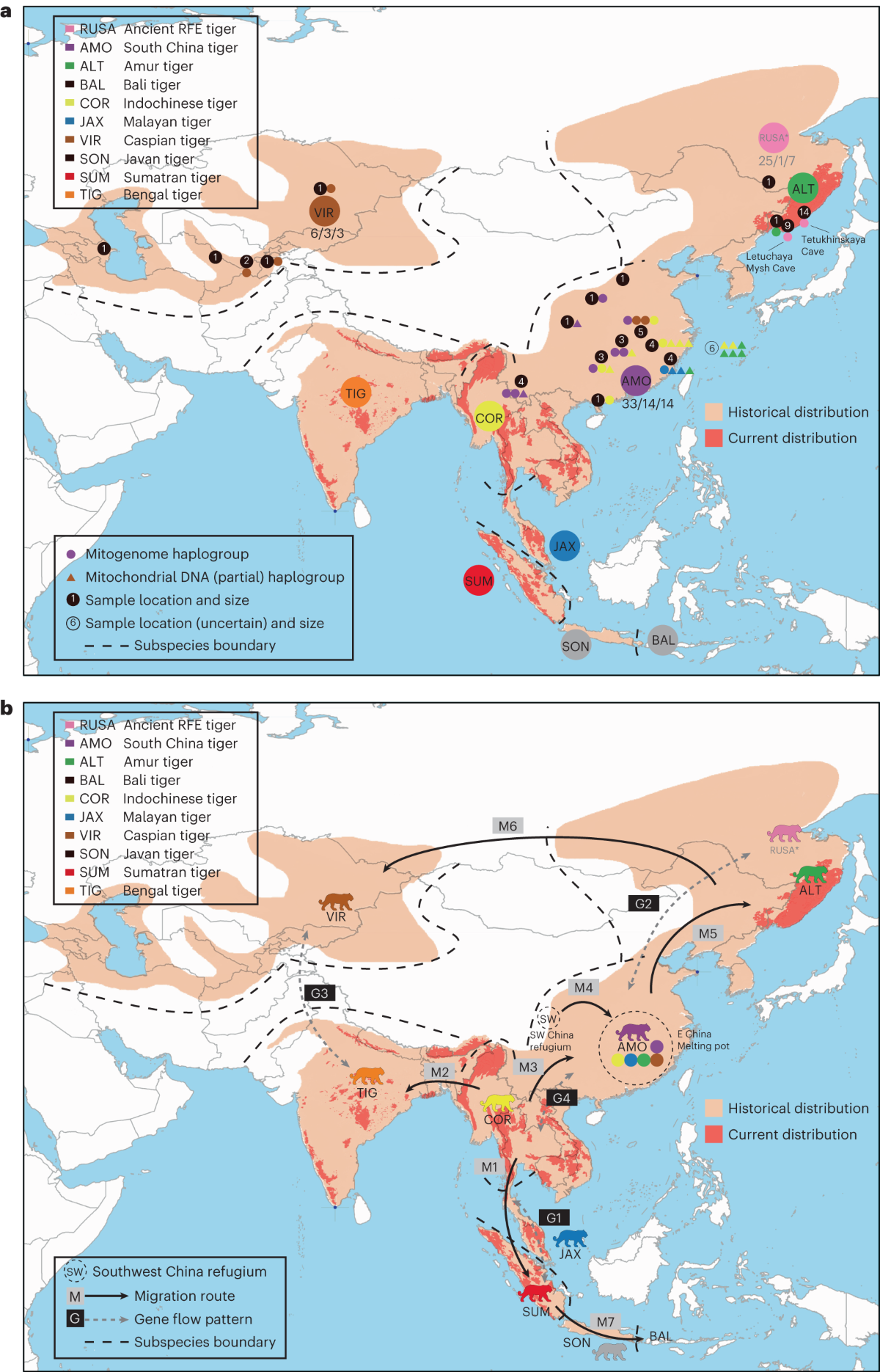 Ancient DNA reveals genetic admixture in China during tiger evolution |  Nature Ecology & Evolution