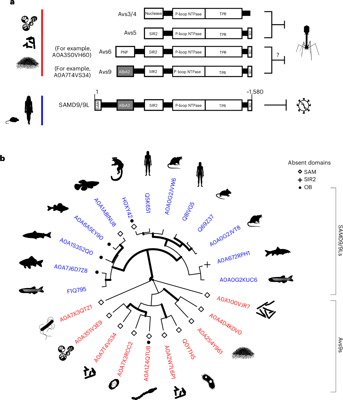 Evolutionary characterization of antiviral SAMD9/9L across kingdoms  supports ancient convergence and lineage-specific adaptations | Nature  Ecology & Evolution