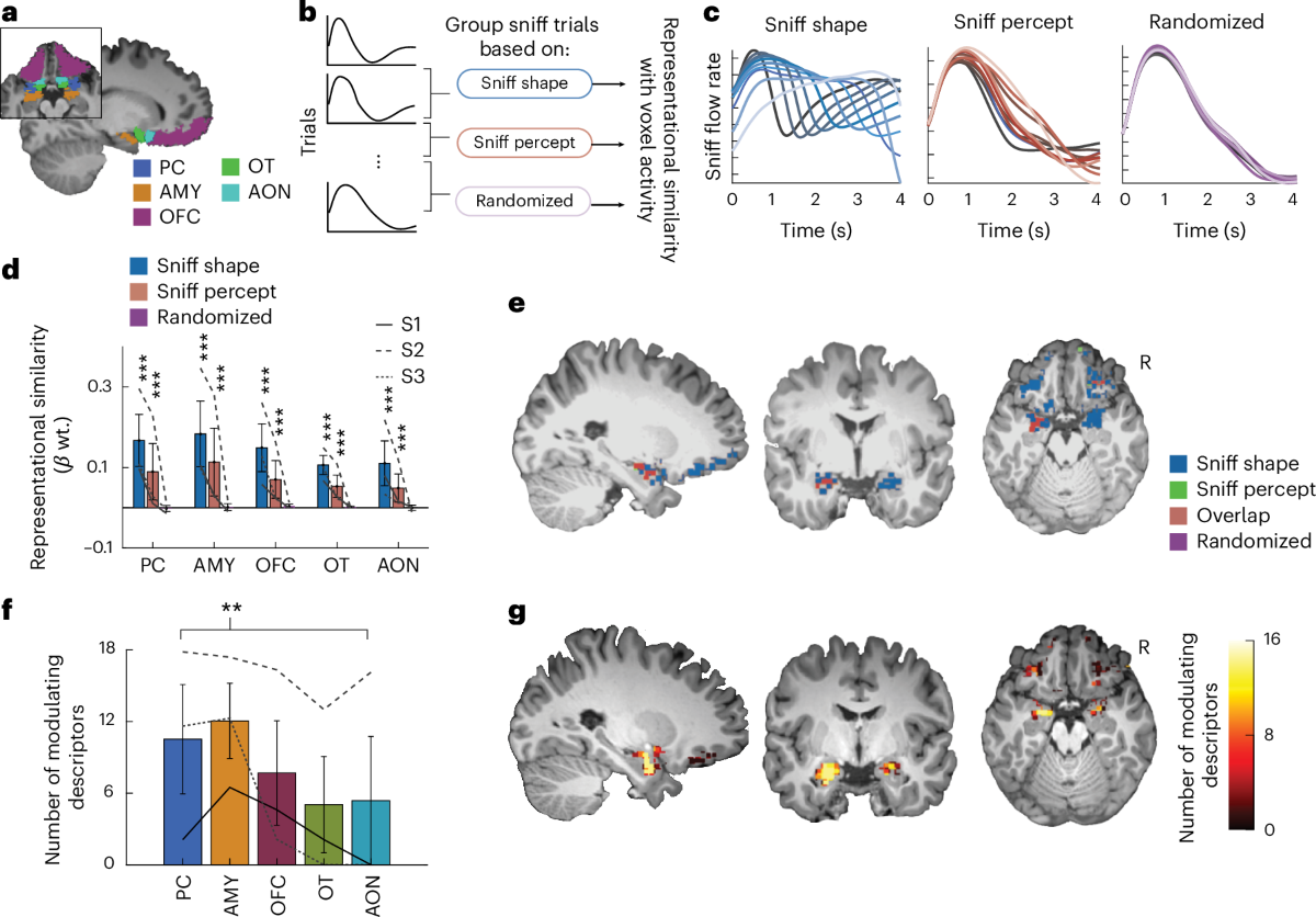 Beagle Sniffing Around Farm Tools And Equipment | Premium AI-generated