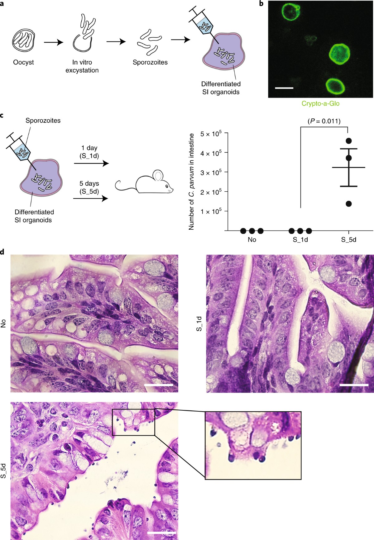 Modelling Cryptosporidium infection in human small intestinal and lung  organoids | Nature Microbiology